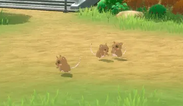 口袋新旅途哈姆怎么样 口袋新旅途哈姆介绍