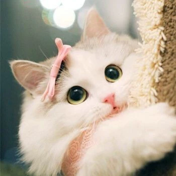 跑了个猫猫ICON