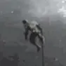 猫追老鼠逃生ICON