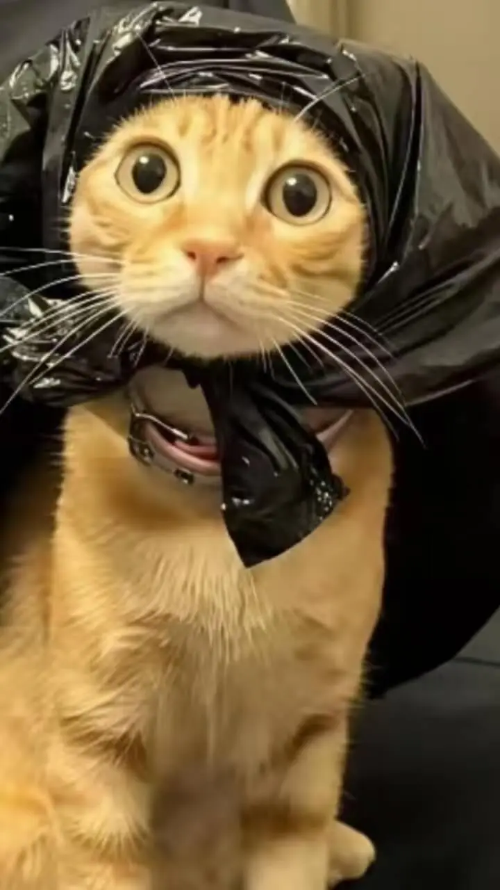 猫猫闯不停_2