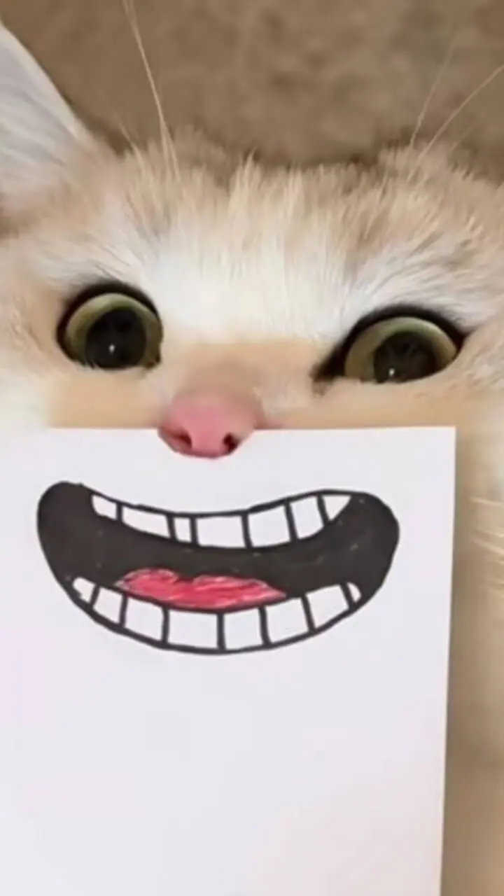 猫猫闯不停_1